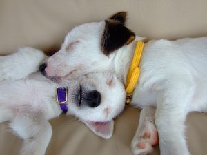 Jack Russell terrier facts JRT