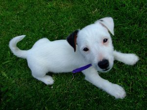 All white jack russell puppies cheap for sale