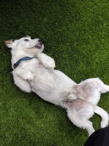 Jack Russell Roll Over
