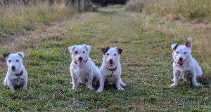 The Jack Russell Family