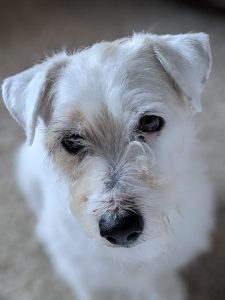 Jack Russell Terrier Breed Info