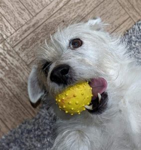 Jack Russell biting distraction