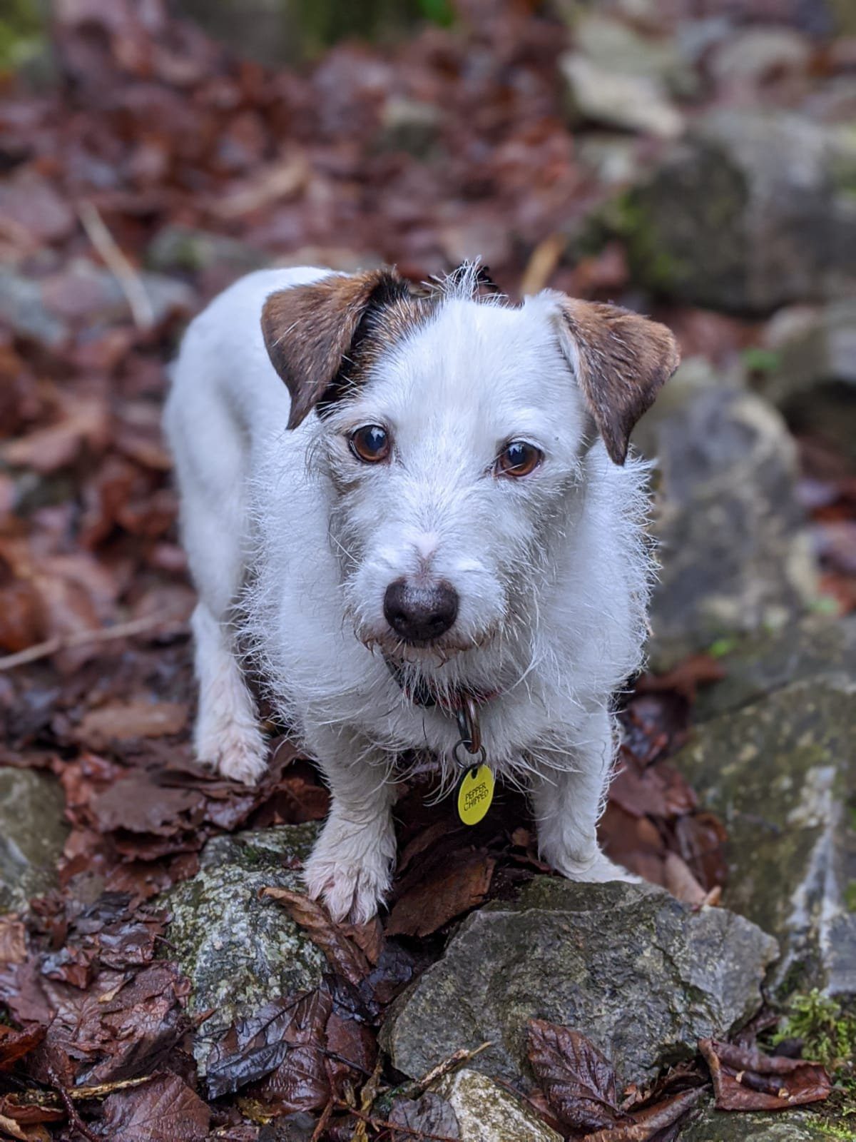 Looking after a Jack Russell Terrier