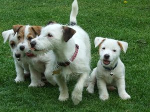 Jack Russell Puppies