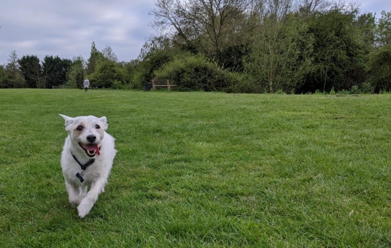 how to stop a Jack Russell barking