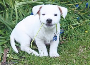 How to look after a Jack Russell - essentials