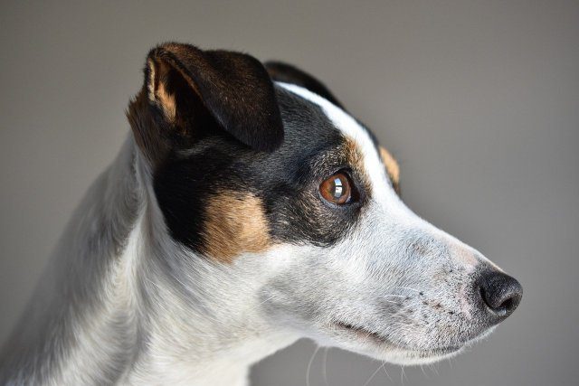 How To Train A Jack Russell Terrier - Plus The 5 Best Tricks - 2024