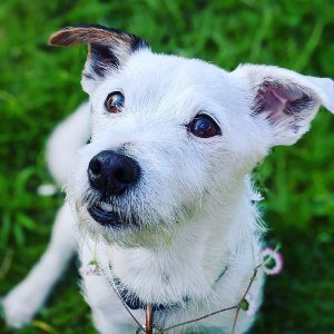 The Jack Russell Blog