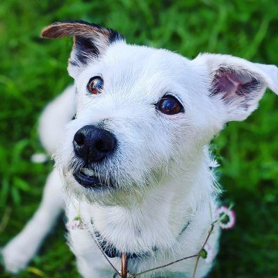 The Cheeky Jack Russell Terrier: Character & Care