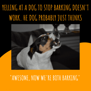 How to stop a Jack Russell barking