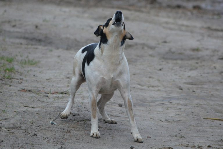 Jack Russell barking