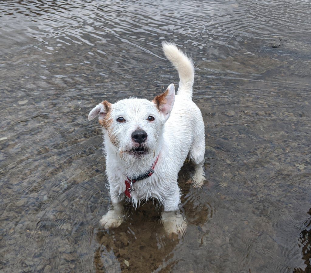 Jack Russell Barking constantly - how to calm a Jack Russell terrier