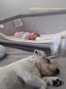 Are Jack Russell's good with babies