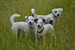Jack Russell Terrier Family