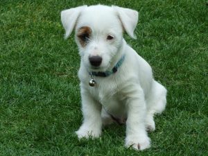 Jack Russell Puppy Sit Command