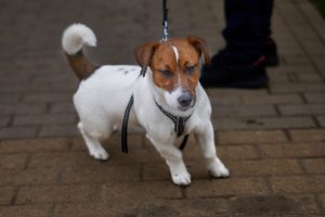 common health problems with Jack Russells