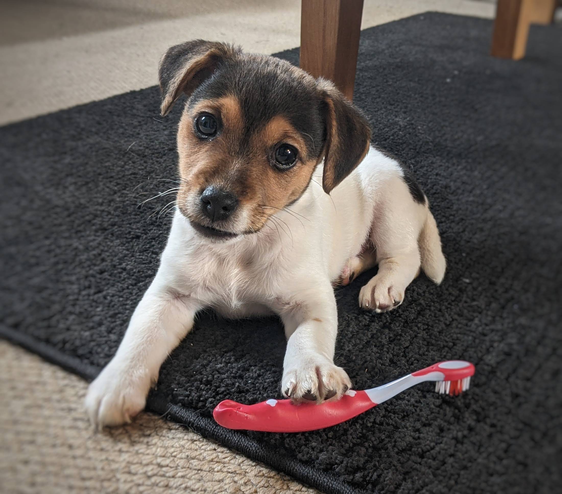 Brushing a Jack Russell Puppies teeth