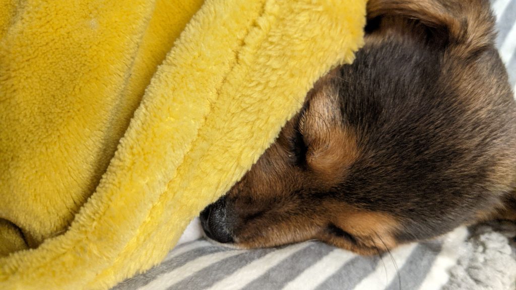 How to tire out a Jack Russell puppy