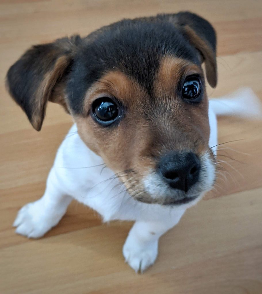 How much to feed a Jack Russell Terrier puppy