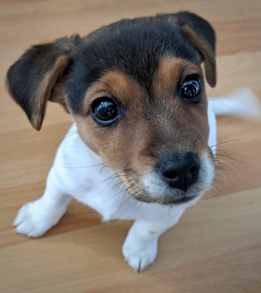 How much to feed 2025 a jack russell puppy