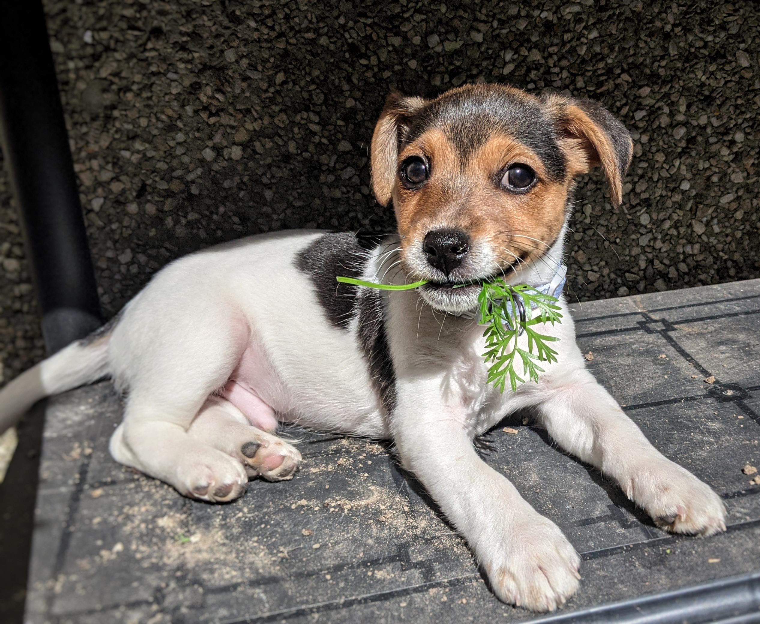 What can a Jack Russell puppy eat