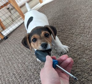 Jack Russell puppy biting chewing