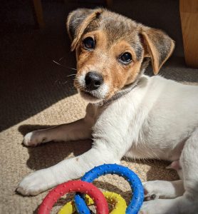 Training a Jack Russell puppy with games