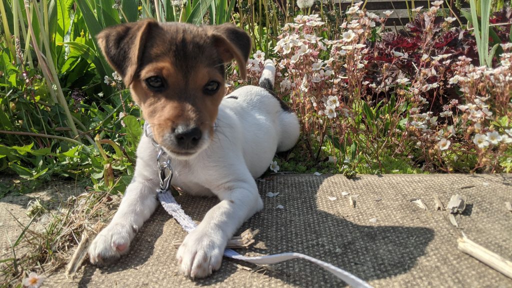 Cute Jack Russell puppy on lead