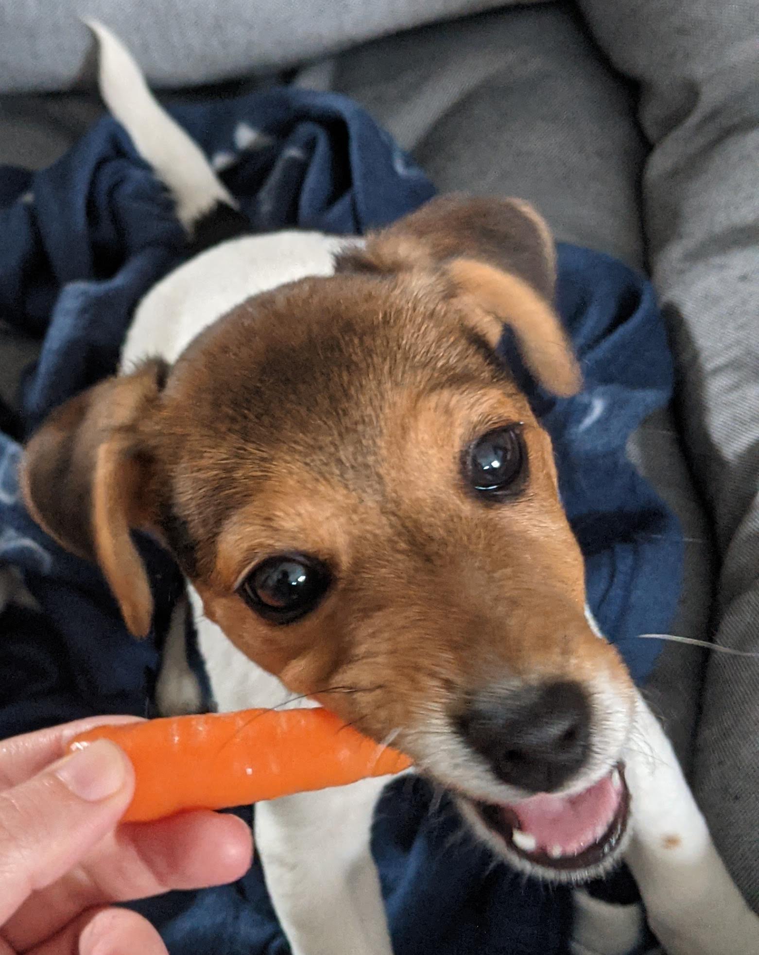 Jack Russell Teething And Biting Guide Plus The Best Puppy Chews To Buy UK 2023