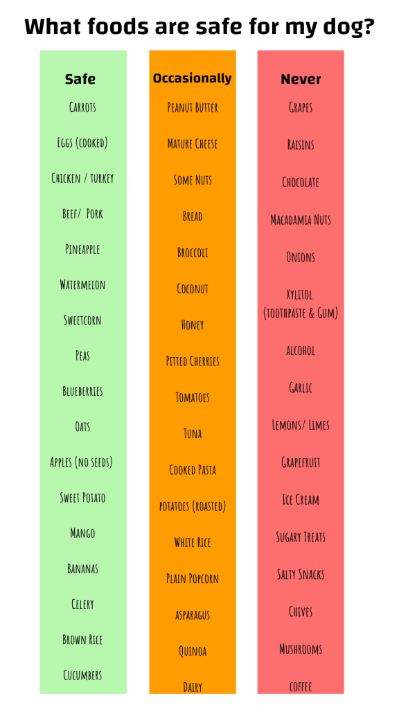 Jack Russell Feeding Guide What Is The Best Food For Jack