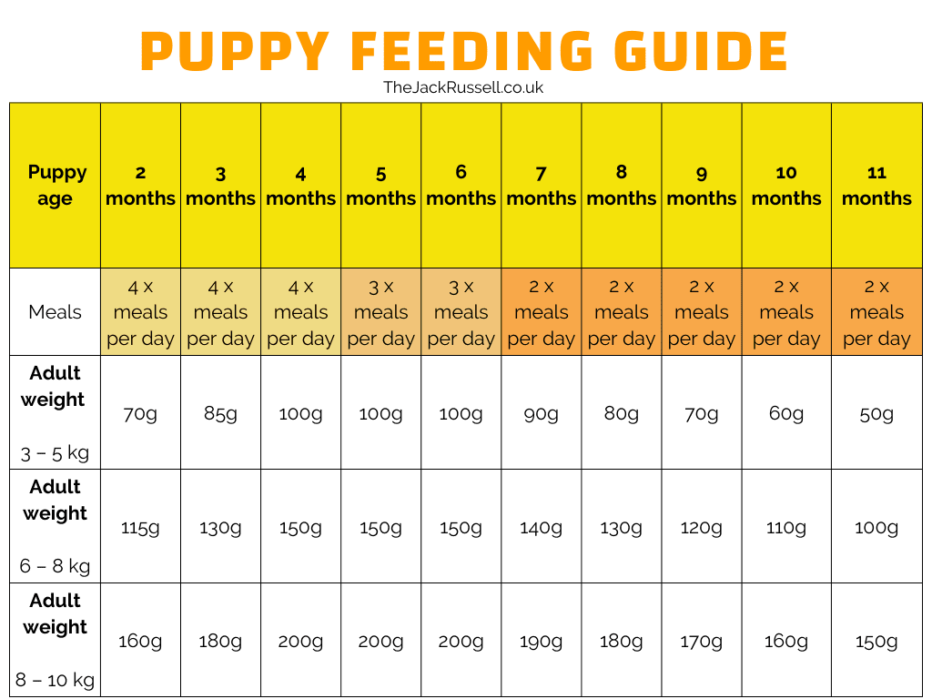 How Much Should You Feed A Jack Russell Puppy? And What Food Is Best ...