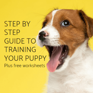 How to train a Jack Russell puppy eBook