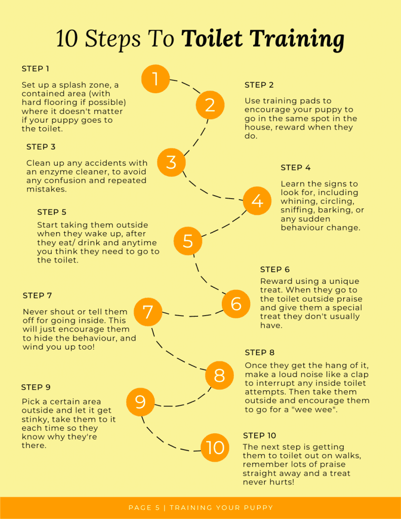 10 Easy Steps To Toilet Training A Jack Russell Puppy - 2022