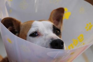 Jack Russell ear infection