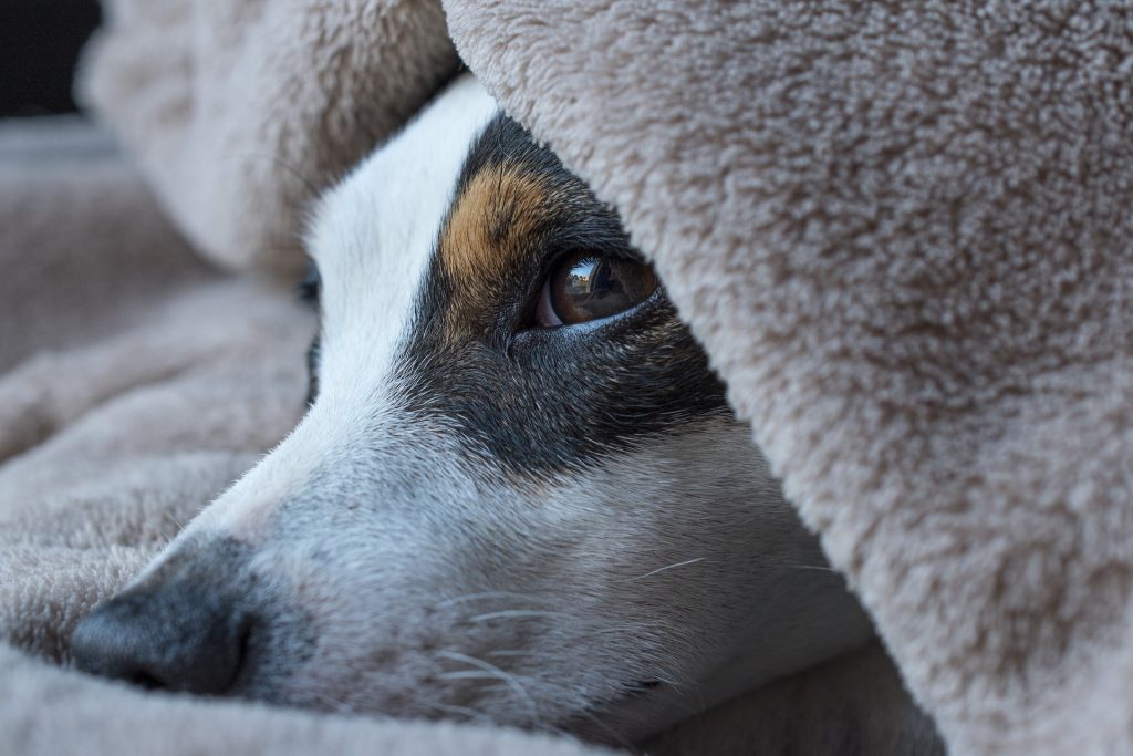 The best size crate for a Jack Russell