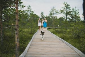 dog running on wooden dock followed by three woman near trees