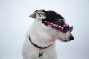 Jack Russell terrier wearing sunglasses