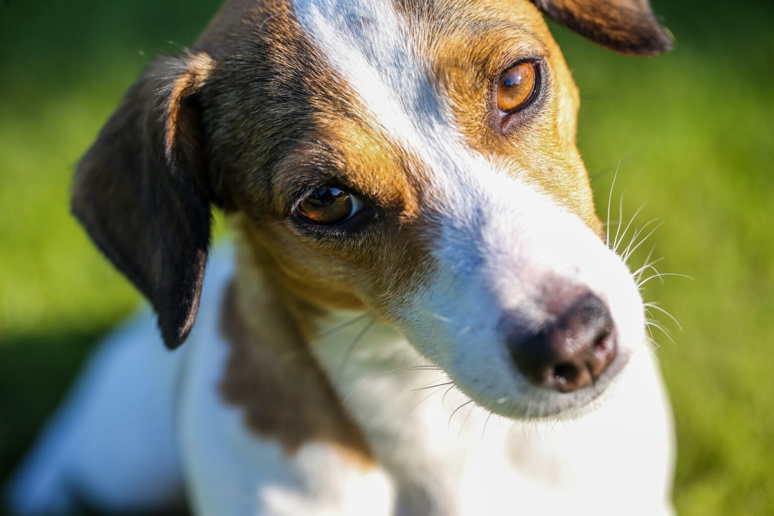 A Full Guide To Rehoming - Jack Russell Rescue And Adoption - 2023