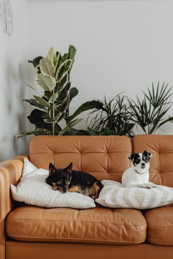 pet dogs resting on the couch