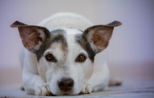 rehoming a jack russell terrier