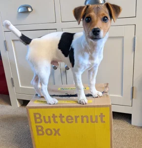 Dog food for dogs with allergies