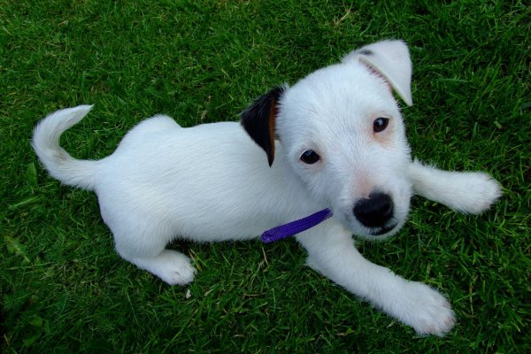Milo puppy terrier .jpg How to train a Jack Russell puppy